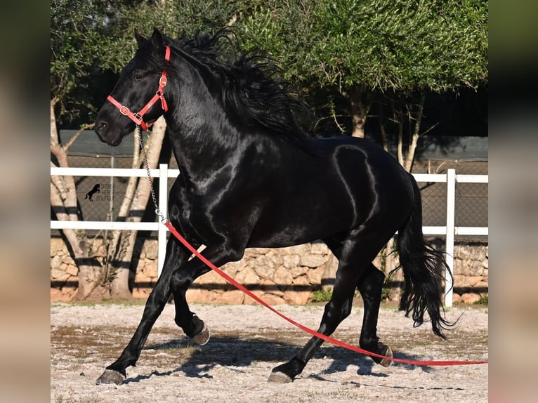 Menorquiner Hengst 5 Jahre 169 cm Rappe in Mallorca