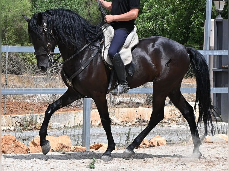 Menorquiner Hengst 5 Jahre 169 cm Rappe in Mallorca