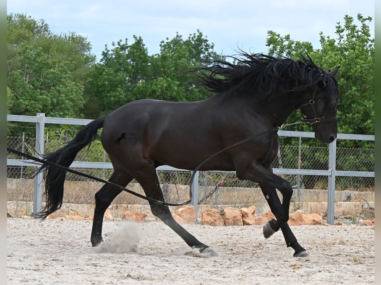 Menorquiner Hengst 5 Jahre 169 cm Rappe in Mallorca