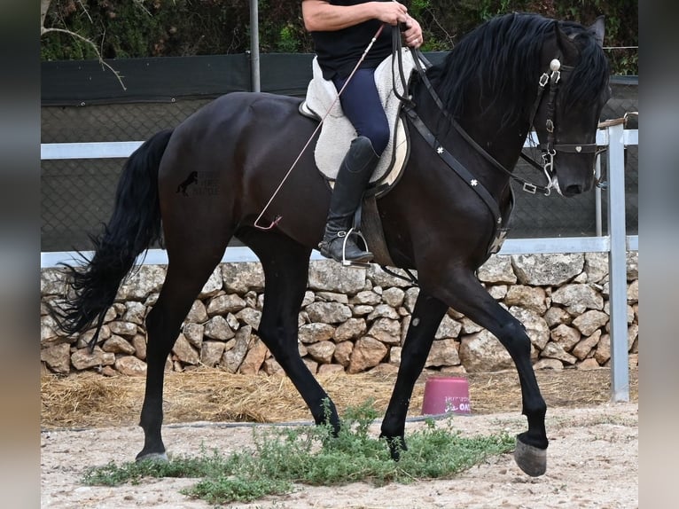 Menorquiner Hengst 5 Jahre 169 cm Rappe in Mallorca