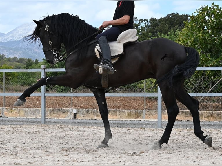 Menorquiner Hengst 5 Jahre 169 cm Rappe in Mallorca