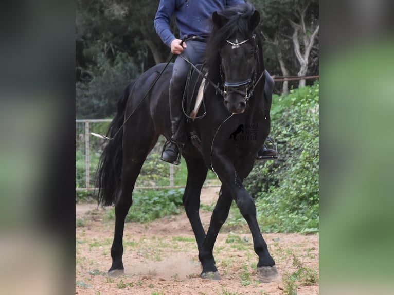 Menorquiner Hengst 6 Jahre 159 cm Rappe in Menorca