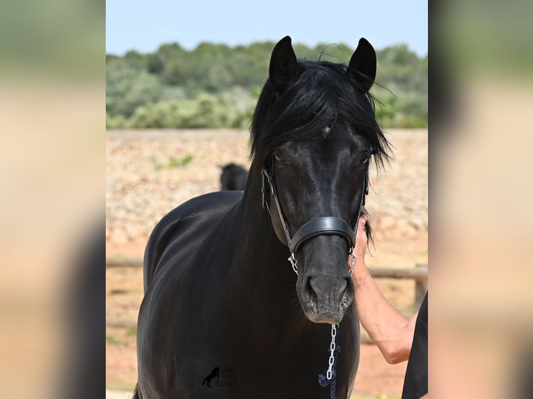 Menorquiner Hengst 6 Jahre 164 cm Rappe in Menorca
