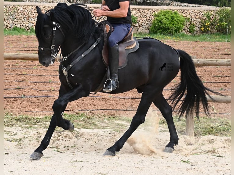 Menorquiner Hengst 6 Jahre 164 cm Rappe in Menorca