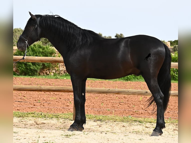 Menorquiner Hengst 6 Jahre 164 cm Rappe in Menorca