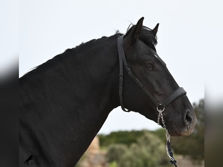 Menorquiner Hengst 6 Jahre 164 cm Rappe in Menorca