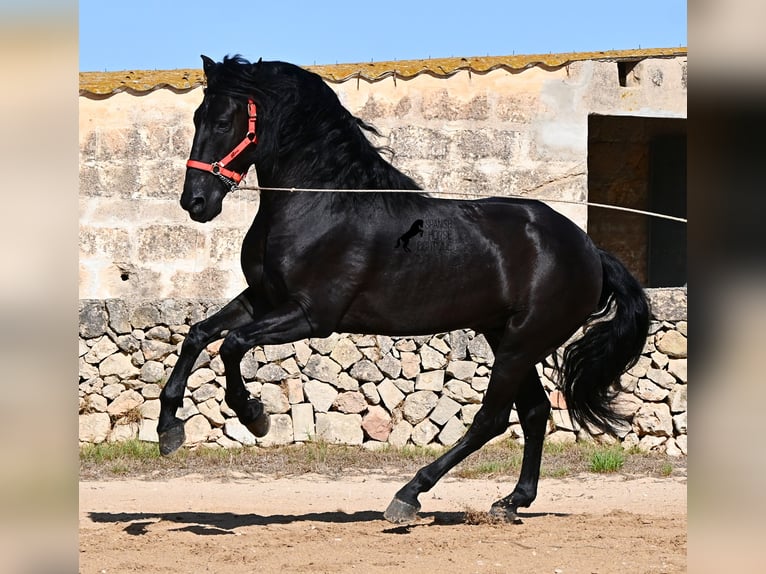 Menorquiner Hengst 6 Jahre 164 cm Rappe in Menorca