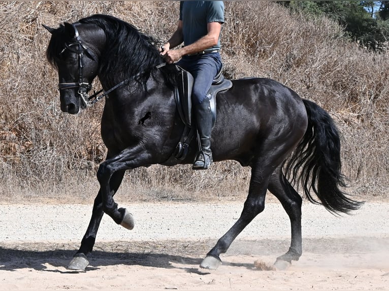 Menorquiner Hengst 6 Jahre 164 cm Rappe in Menorca