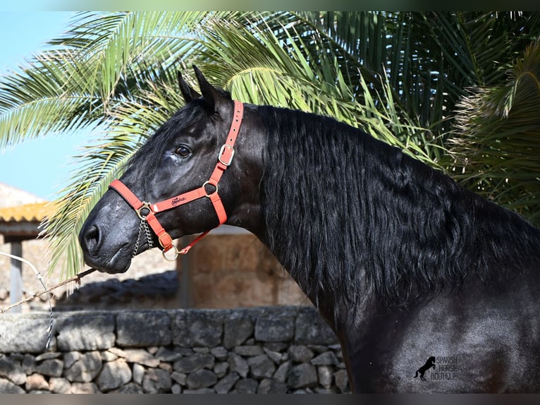 Menorquiner Hengst 6 Jahre 164 cm Rappe in Menorca