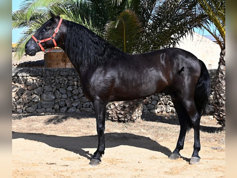 Menorquiner Hengst 6 Jahre 164 cm Rappe in Menorca