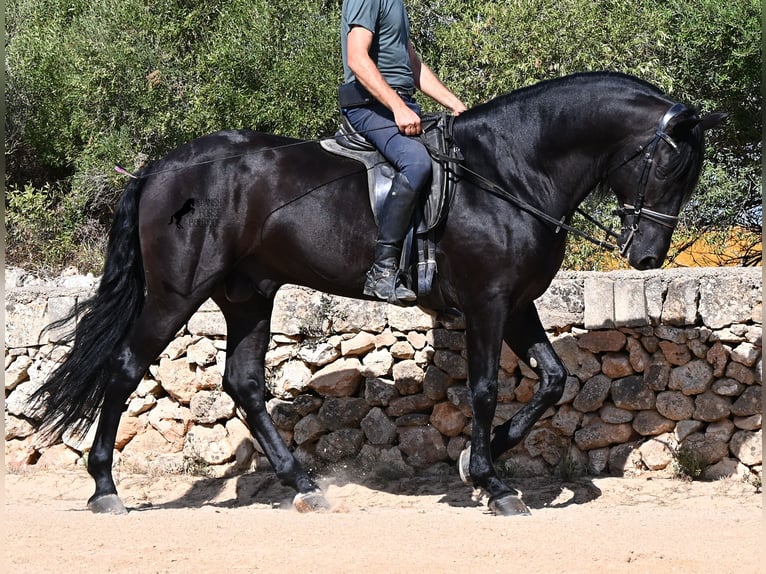 Menorquiner Hengst 6 Jahre 164 cm Rappe in Menorca