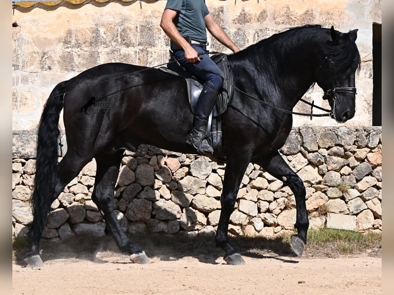 Menorquiner Hengst 6 Jahre 164 cm Rappe in Menorca