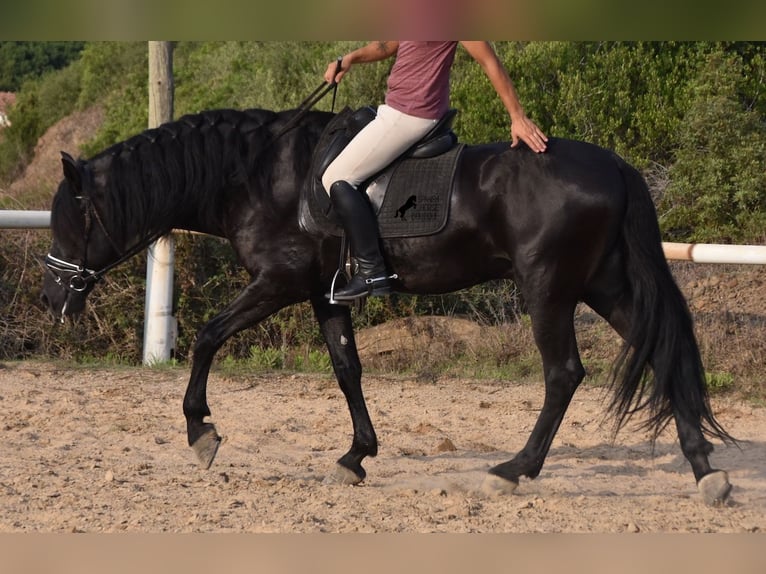 Menorquiner Hengst 6 Jahre 169 cm Rappe in Menorca