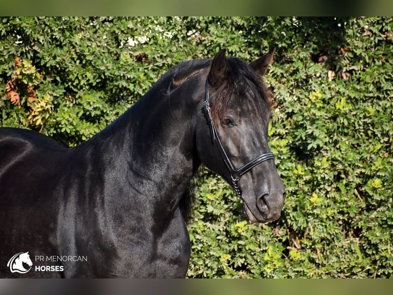 Menorquiner Hengst 7 Jahre 158 cm Rappe in Ciutadella De Menorca