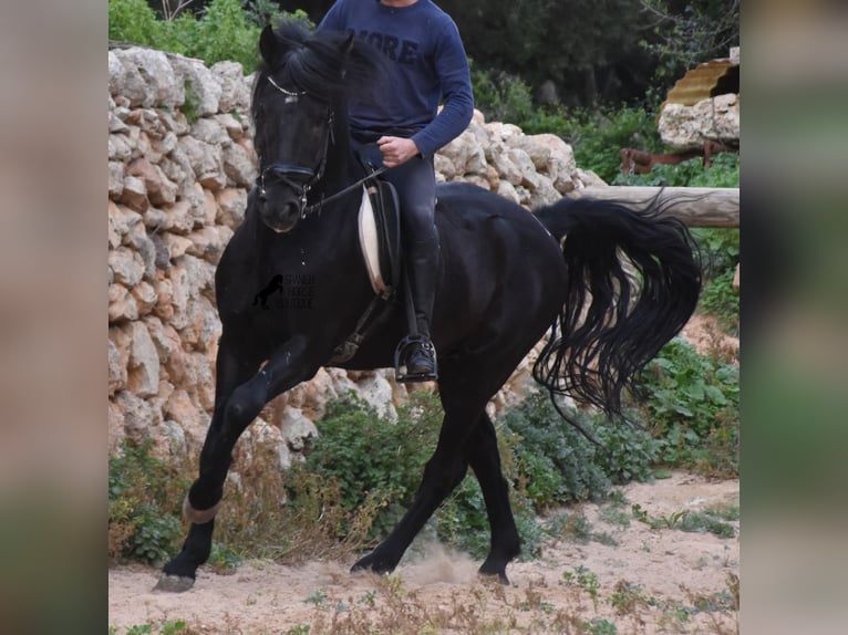 Menorquiner Hengst 7 Jahre 159 cm Rappe in Menorca