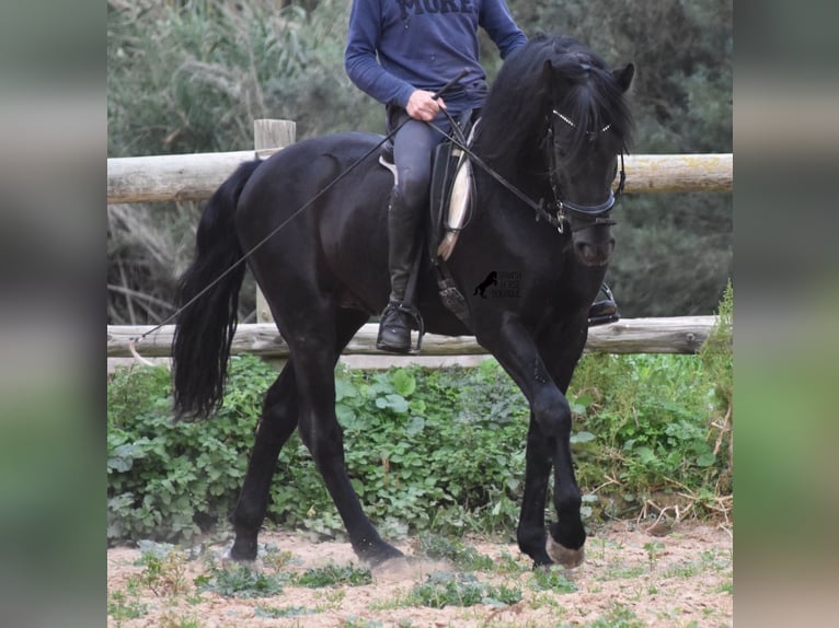 Menorquiner Hengst 7 Jahre 159 cm Rappe in Menorca