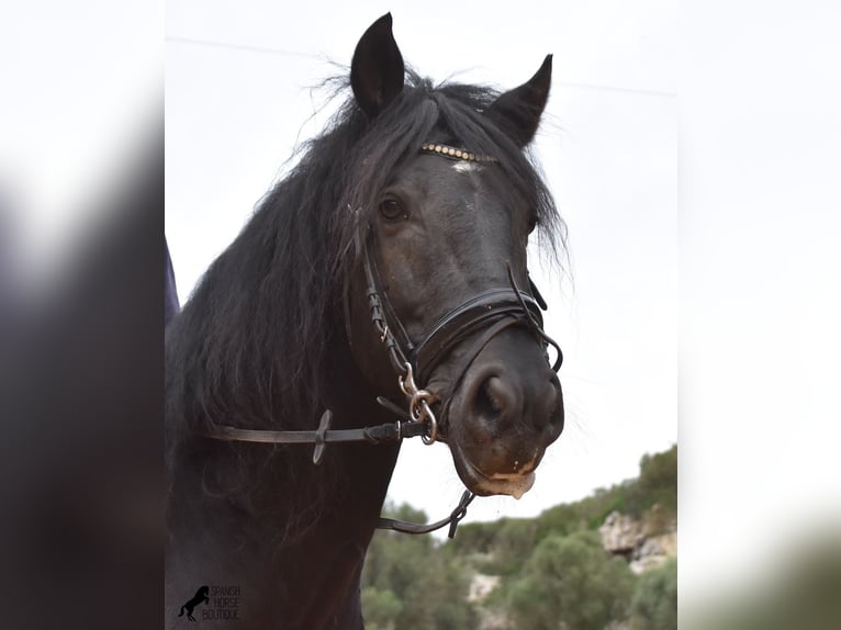 Menorquiner Hengst 7 Jahre 159 cm Rappe in Menorca