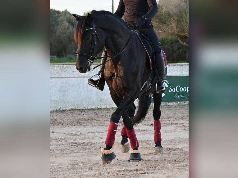 Menorquiner Hengst 9 Jahre 174 cm Rappe in Menorca