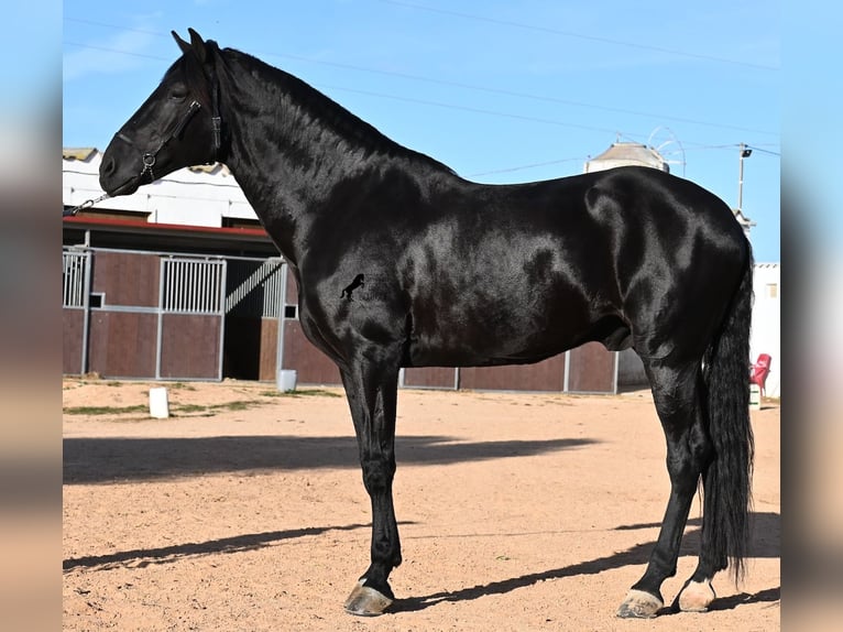 Menorquiner Hengst 9 Jahre 174 cm Rappe in Menorca
