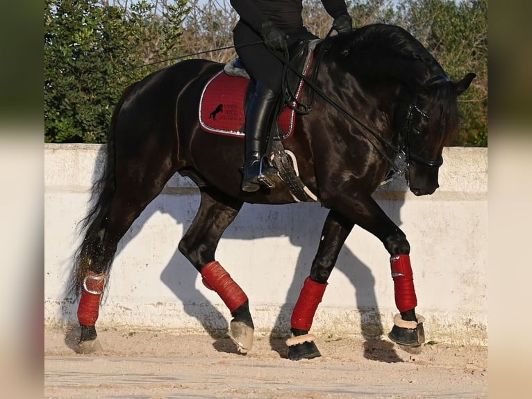 Menorquiner Hengst 9 Jahre 174 cm Rappe in Menorca
