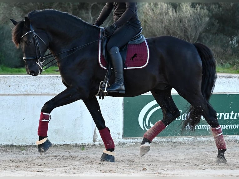 Menorquiner Hengst 9 Jahre 174 cm Rappe in Menorca