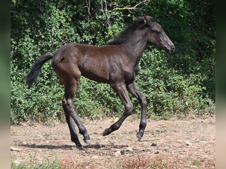 Menorquiner Hengst Fohlen (04/2026) 160 cm  in Menorca