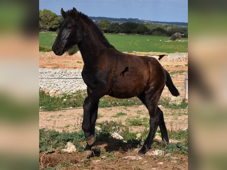 Menorquiner Hengst Fohlen (03/2024) 160 cm Rappe in Menorca