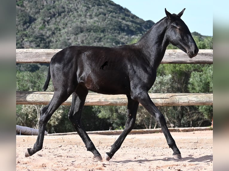 Menorquiner Hengst Fohlen (02/2025) 160 cm Rappe in Menorca