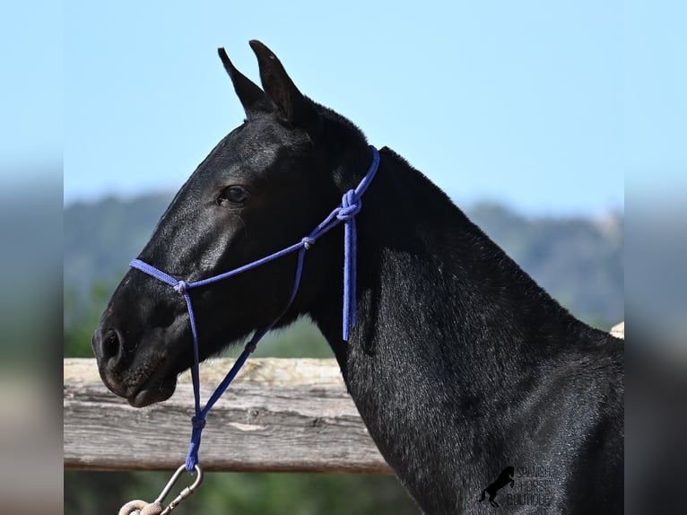 Menorquiner Hengst Fohlen (02/2025) 160 cm Rappe in Menorca