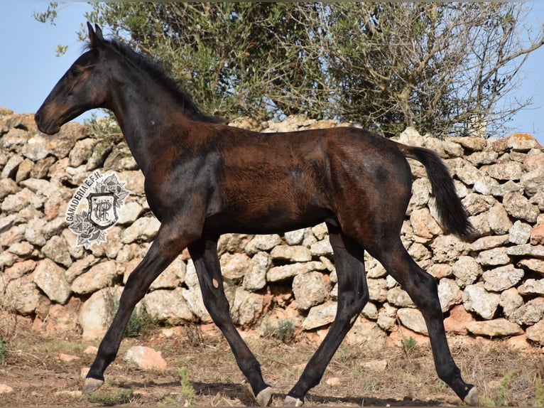 Menorquiner Hengst Fohlen (04/2024) 162 cm Rappe in Menorca