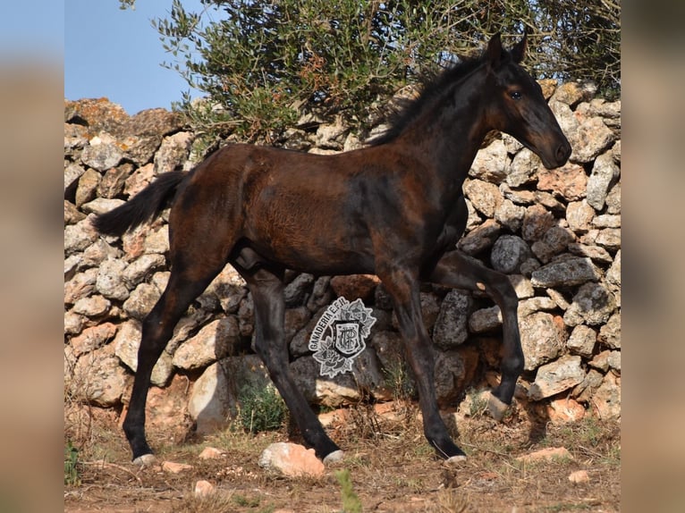 Menorquiner Hengst Fohlen (04/2024) 162 cm Rappe in Menorca