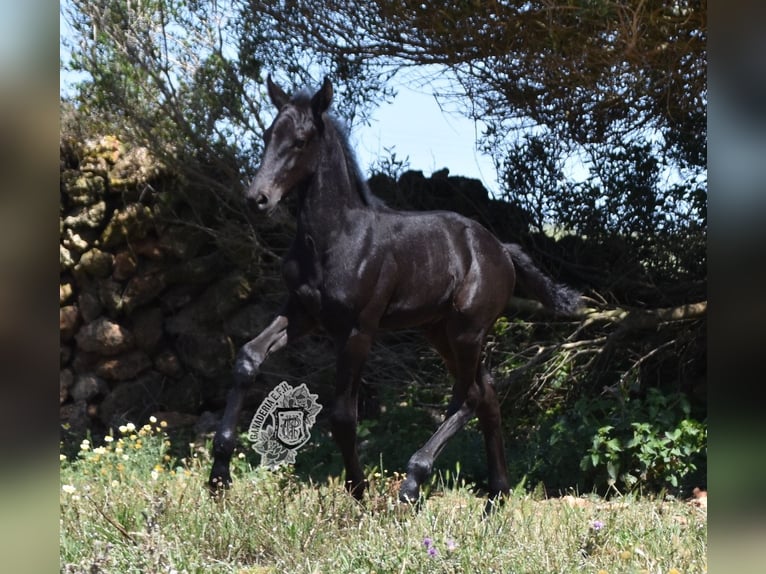 Menorquiner Hengst Fohlen (04/2024) 162 cm Rappe in Menorca