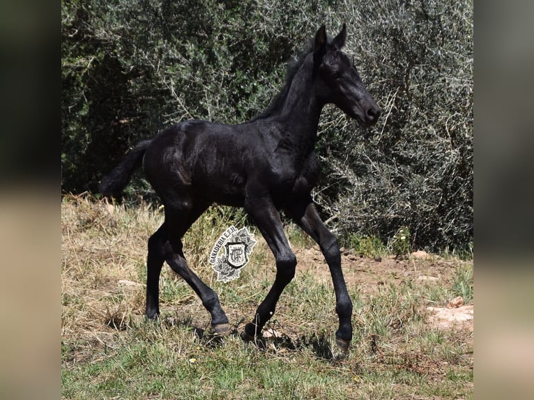 Menorquiner Hengst Fohlen (04/2024) 162 cm Rappe in Menorca