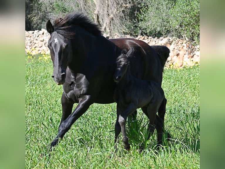Menorquiner Hengst Fohlen (01/2026) 165 cm Rappe in Menorca
