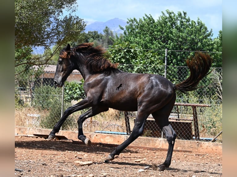 Menorquiner Hengst Fohlen (01/2026) 166 cm Rappe in Mallorca