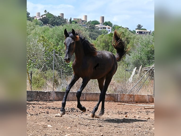 Menorquiner Hengst Fohlen (01/2026) 166 cm Rappe in Mallorca