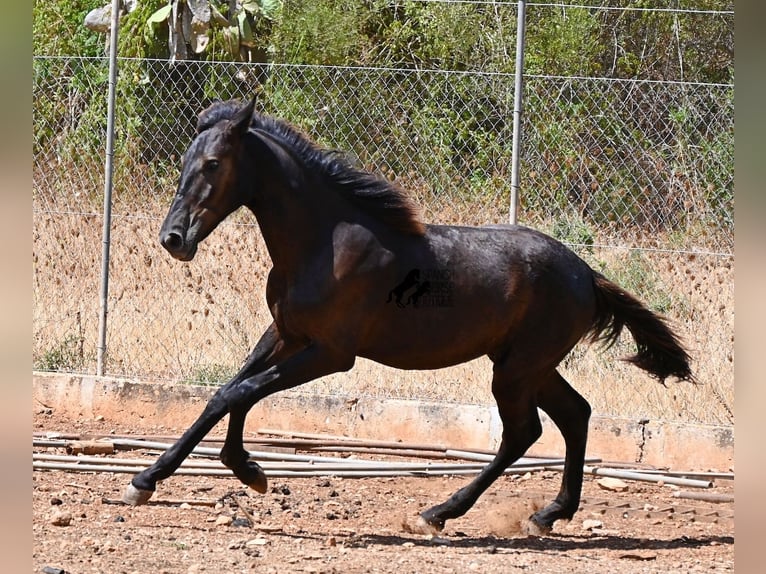 Menorquiner Hengst Fohlen (01/2026) 166 cm Rappe in Mallorca