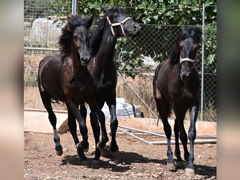 Menorquiner Hengst Fohlen (01/2026) 166 cm Rappe in Mallorca