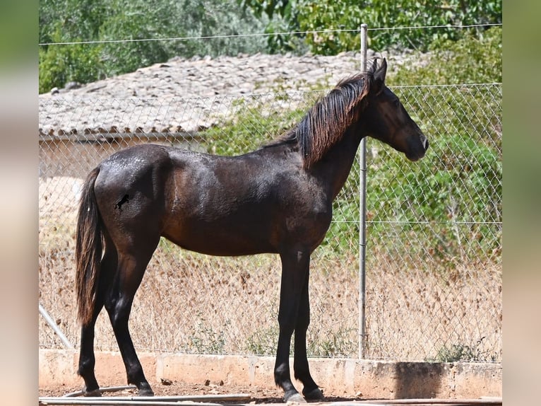 Menorquiner Hengst Fohlen (01/2026) 166 cm Rappe in Mallorca