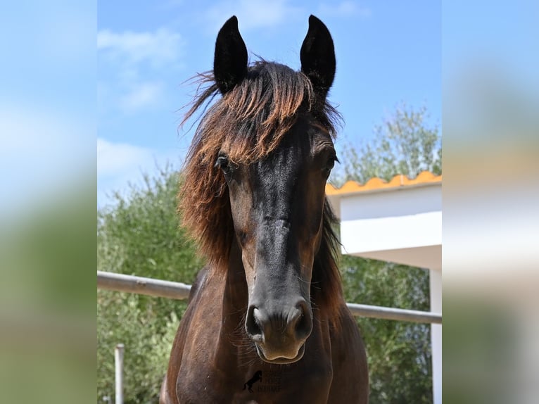 Menorquiner Hengst Fohlen (01/2026) 166 cm Rappe in Mallorca