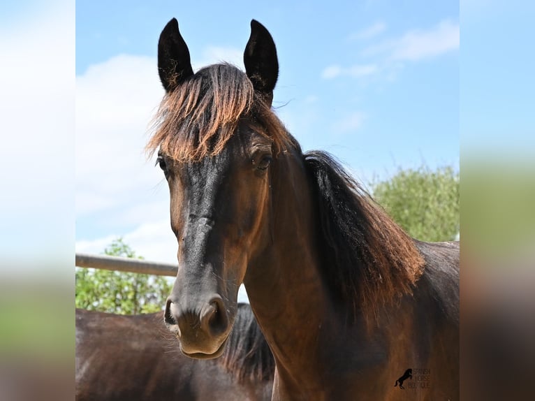 Menorquiner Hengst Fohlen (01/2026) 166 cm Rappe in Mallorca