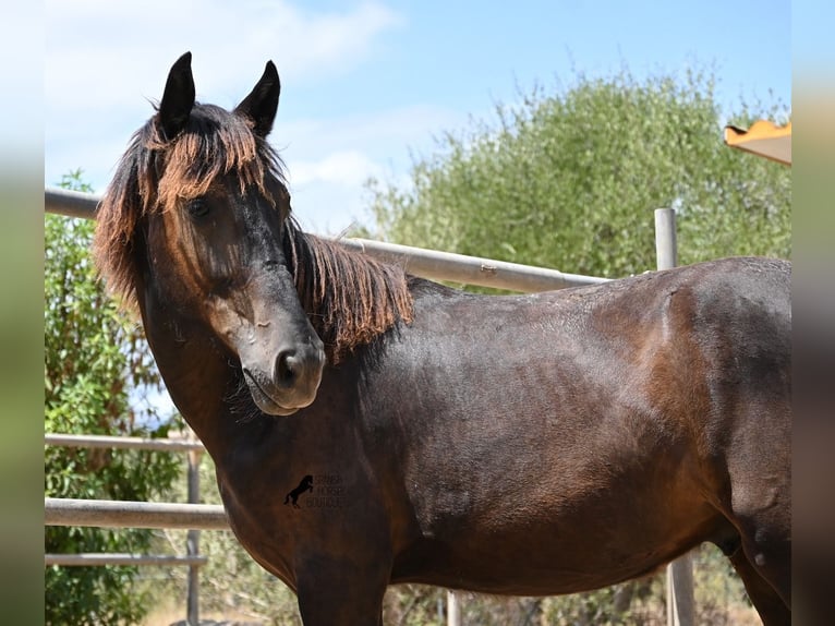 Menorquiner Hengst Fohlen (01/2026) 166 cm Rappe in Mallorca
