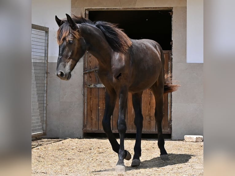 Menorquiner Hengst Fohlen (01/2026) 166 cm Rappe in Mallorca