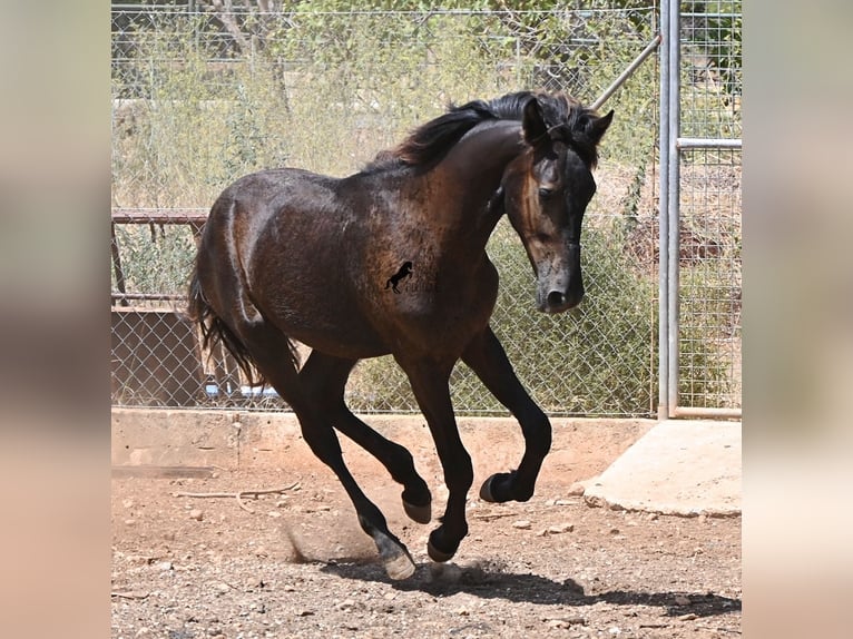 Menorquiner Hengst Fohlen (01/2026) 166 cm Rappe in Mallorca