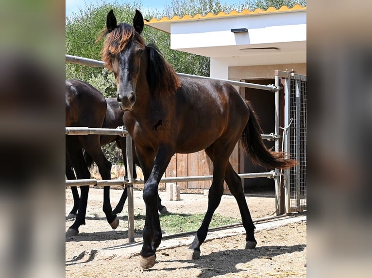 Menorquiner Hengst Fohlen (01/2026) 166 cm Rappe in Mallorca