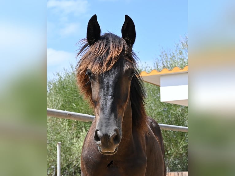 Menorquiner Hengst Fohlen (01/2026) 166 cm Rappe in Mallorca
