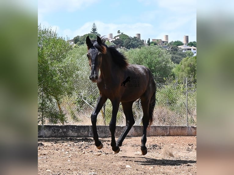 Menorquiner Hengst Fohlen (01/2026) 166 cm Rappe in Mallorca