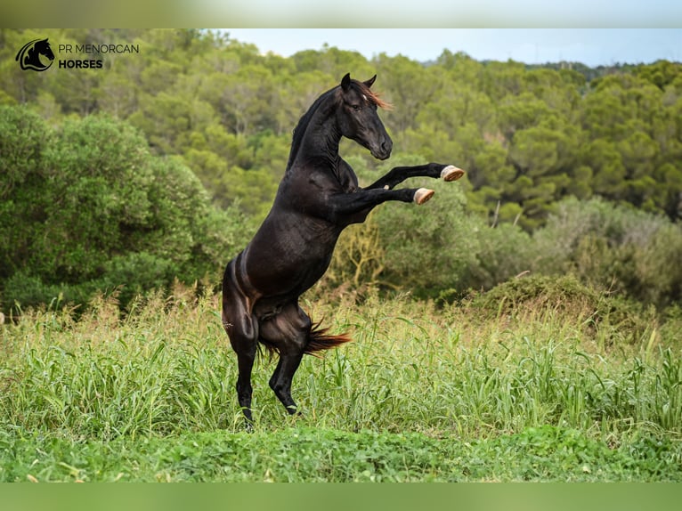 Menorquiner Hingst 2 år 152 cm Svart in Menorca