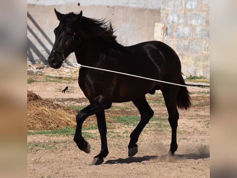 Menorquiner Hingst 2 år 158 cm Svart in Menorca