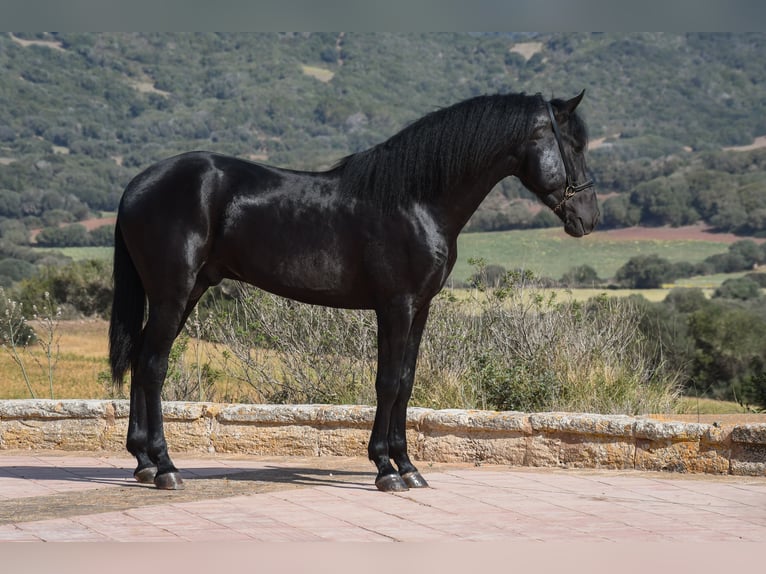 Menorquiner Hingst 3 år 157 cm in Menorca